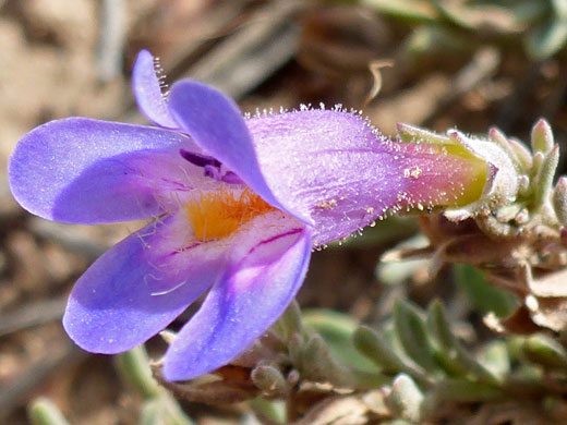 Mat Penstemon; Mat penstemon (penstemon caespitosus), Fairyland Canyon Trail, Bryce Canyon National Park, Utah