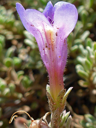 Calyx and corolla