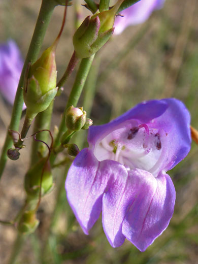 Dusty Penstemon; Penstemon comarrhenus, Fairyland Canyon Trail, Bryce Canyon National Park, Utah