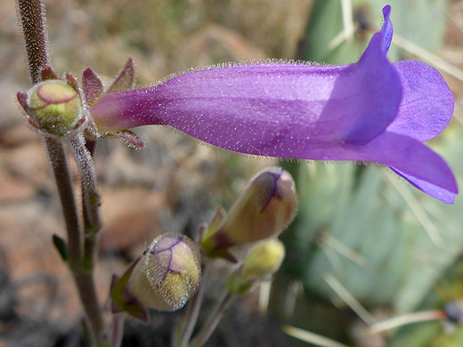 Cochise Penstemon; Hairy, tubular corolla of penstemon dasyphyllus, along the Oak Spring Trail in Big Bend National Park, Texas