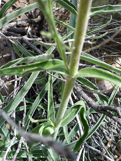 Cochise Penstemon