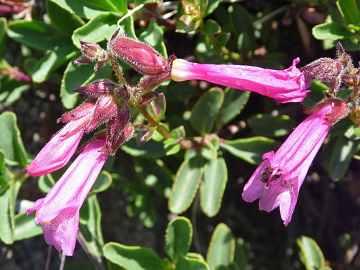 Davidson's Penstemon
