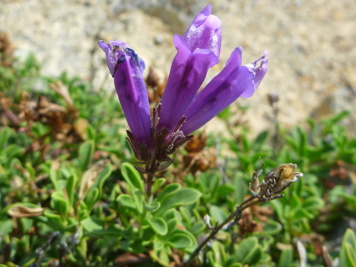 Davidson's Penstemon; Three flowers of  penstemon davidsonii, Crater Lake National Park, Oregon