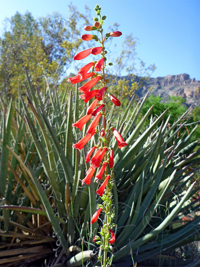 Flowers and yucca