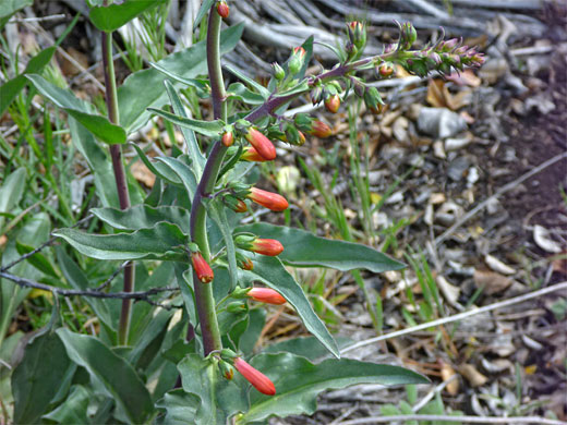 Buds