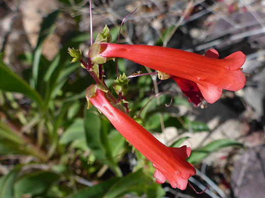 Firecracker Penstemon; Penstemon eatonii (firecracker penstemon) - Superstition Mountains, Arizona