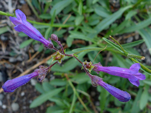 Slender Penstemon; Penstemon gracilentus along the Cluster Lakes Trail, Lassen Volcanic National Park, California