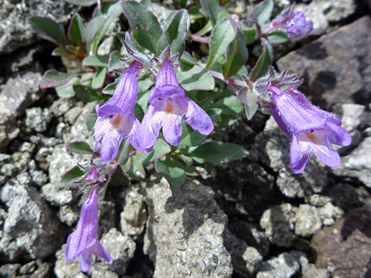 Harbour's Beardtongue; Small group of flowers of Harbour's beardtongue (penstemon harbourii), along the Sneffels Highline Trail, San Juan Mountains, Colorado