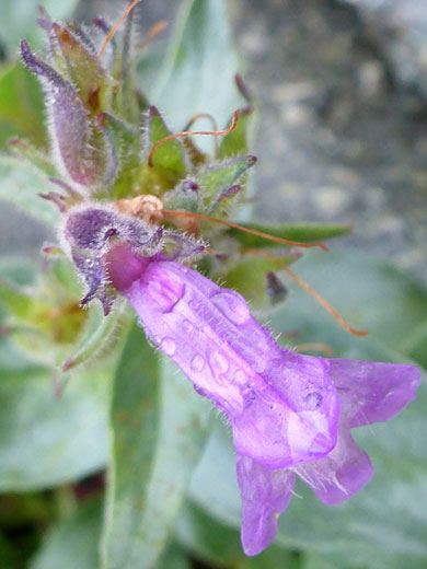 Purple flower