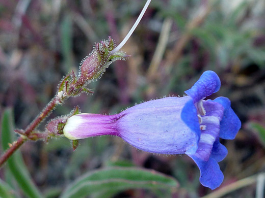 Mountain Blue Penstemon; Penstemon laetus var laetus, Ten Lakes Trail, Yosemite National Park, California