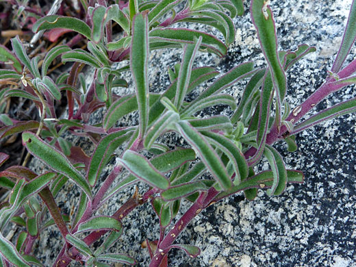 Mountain Blue Penstemon