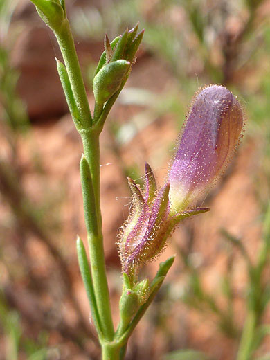 Glandular calyx