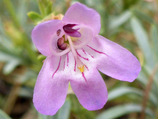 Stamens and staminode