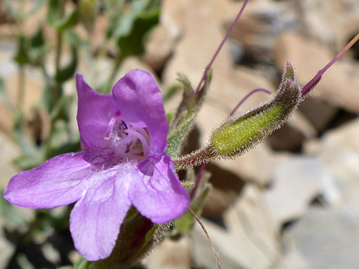 Cord-Root Beardtongue