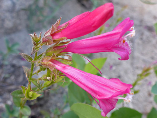 Mountain Pride; Penstemon newberryi (mountain pride), South Lake Trail, Sierra Nevada, California