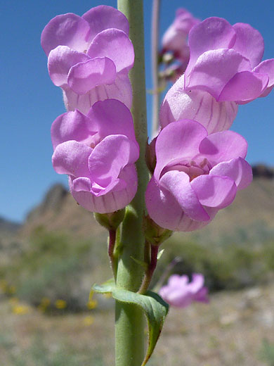 Palmer's Penstemon