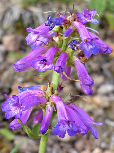 Littleflower Penstemon; Penstemon procerus (littleflower penstemon), Trail Point Trail, Boulder Mountain, Utah