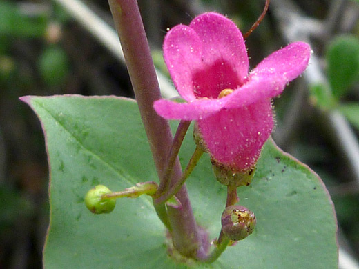 Desert Penstemon; Flowers of the desert penstemon (penstemon pseudospectabilis) along the Thomas Point Trail, Sedona