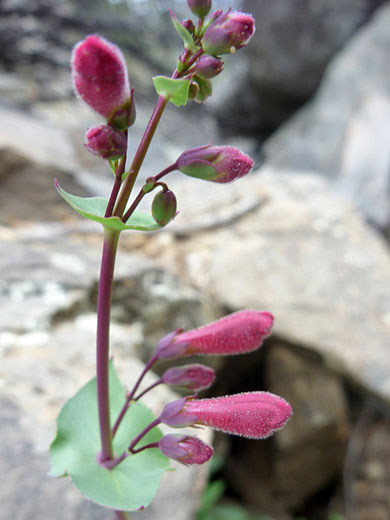 Buds