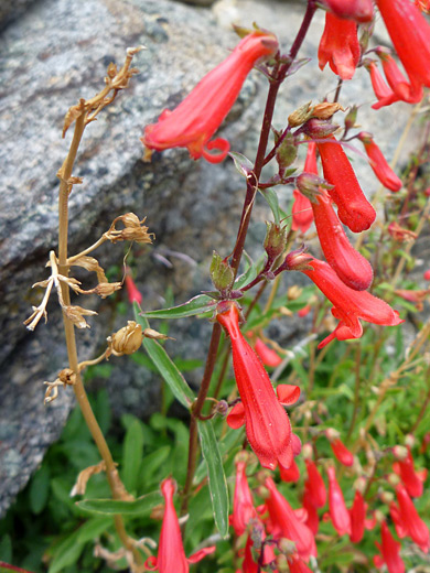 Beaked Beardtongue; Penstemon rostriflorus, Ten Lakes Trail, Yosemite National Park, California