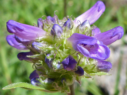 Rydberg's Penstemon; Penstemon rydbergii, Alpine Ponds Trail, Cedar Breaks National Monument, Utah