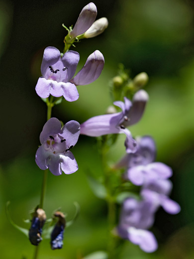 Littlecup Beardtongue; Penstemon sepalulus (littlecup beardtongue), American Fork Canyon, Utah