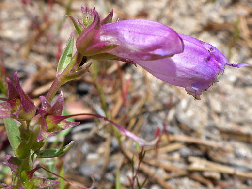 Royal Penstemon