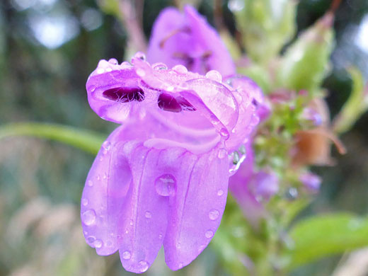 Purple anthers