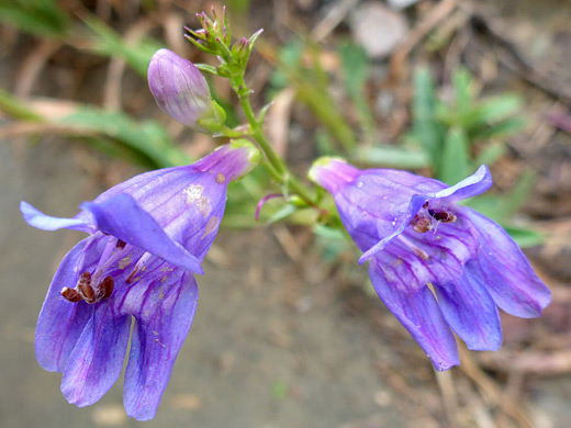 Rocky Mountain Penstemon; Rocky Mountain penstemon (penstemon strictus) in Mesa Verde National Park, Colorado