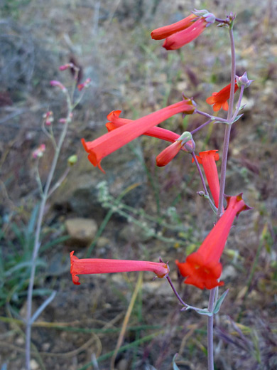 Hackberry Beardtongue; Red flowers of penstemon subulatus, in Ford Canyon, White Tank Mountains, Arizona