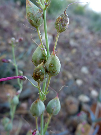 Hackberry Beardtongue