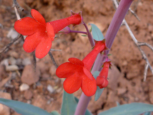 Utah Penstemon; Pair of five-lobed flowers of penstemon utahensis, along the Grandview Trail, Grand Canyon National Park, Arizona