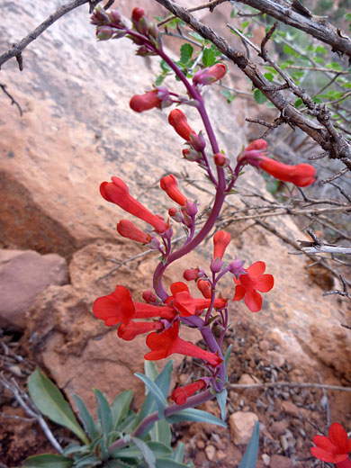 Utah Penstemon