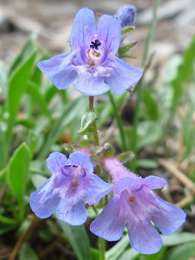 Front Range Beardtongue; Front Range beardtongue (penstemon virens), along the Estes Cone Trail, Rocky Mountain National Park, Colorado