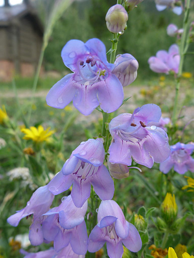 Beardless Sidebells Penstemon; Penstemon virgatus (beardless sidebells penstemon), Estes Cone Trail in Rocky Mountain National Park, Colorado