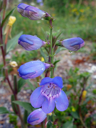 Beardless Sidebells Penstemon