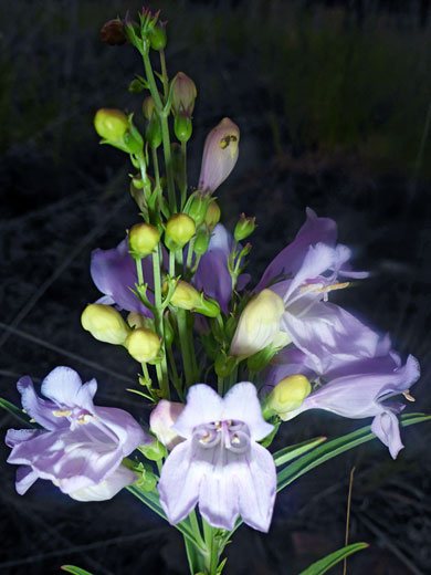 Yellowish buds and purple flowers