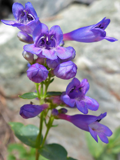 Watson's Penstemon; Penstemon watsonii (watson's penstemon), Alpine Lakes Trail, Great Basin National Park, Nevada