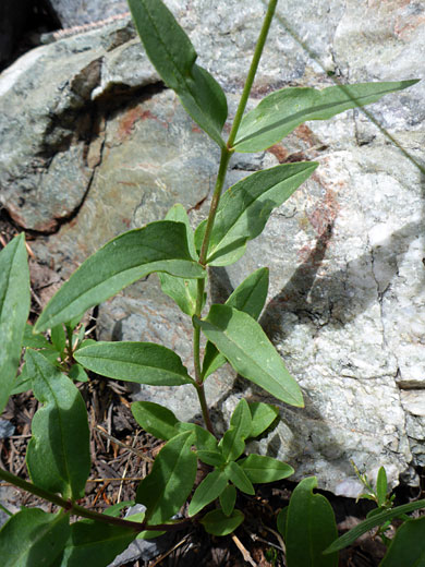 Watson's Penstemon