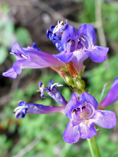 Flowers, some withered