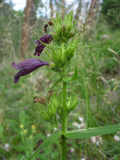 Green buds