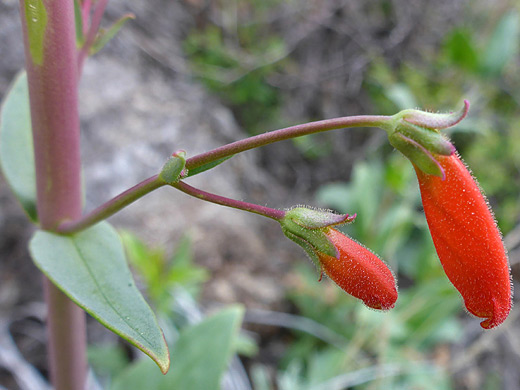 Wright's Penstemon; Two flowers and a leaf - penstemon wrightii along the Oak Spring Trail in Big Bend National Park, Texas