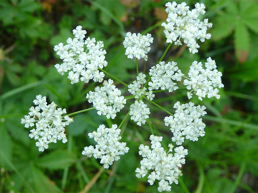 Common Yampah; Tiny white flowers - Gairdneri's yampah (perideridia gairdneri), Yellowstone National Park