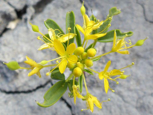 Loose cluster
