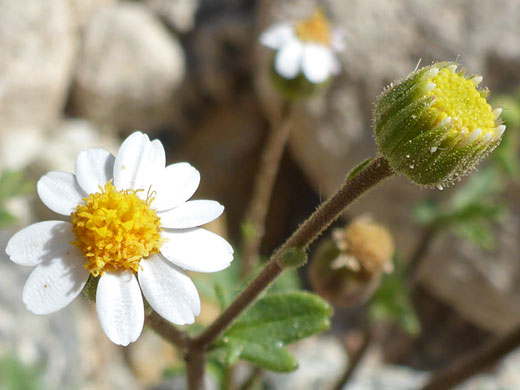 Desert Rock Daisy; Perityle emoryi, in Joshua Tree National Park, California