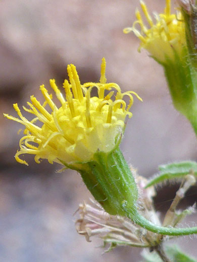 Springdale Rockdaisy; Perityle tenella (Springdale rockdaisy), Right Fork of North Creek, Zion National Park, Utah