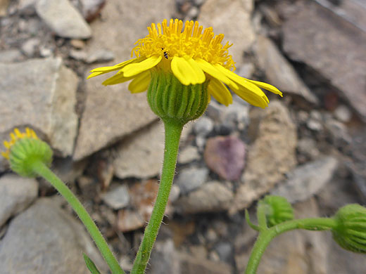 Vasey's Rockdaisy