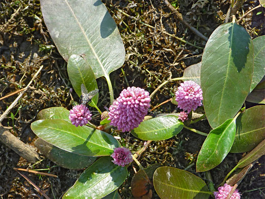 Water Smartweed