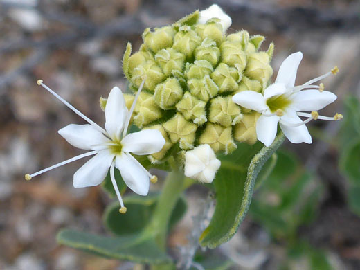 Developing inflorescence