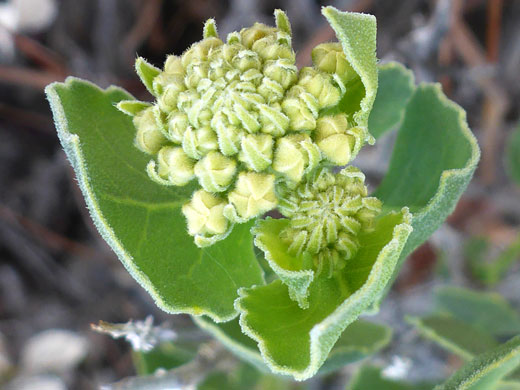 Greenish-yellow buds